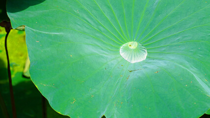 연못의 푸르른 연잎 