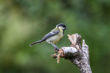 Obraz premium Great tit (Parus major)