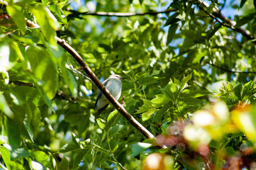 bird on a branch
