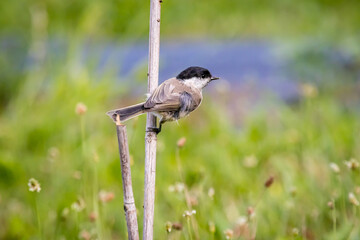Marsh tit (Poecile palustris)
