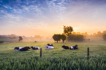 Cows at sunrise