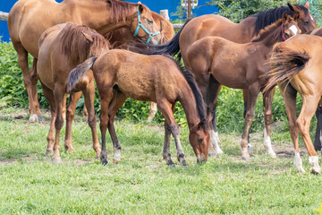 Fototapeta premium a young horse