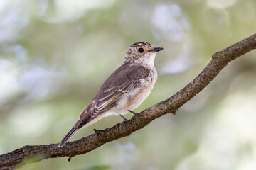 Obraz premium Spotted flycatcher (Muscicapa striata)