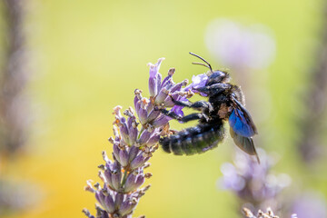 Violet carpenter bee (Xylocopa violacea)