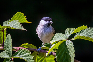 Marsh tit (Poecile palustris)