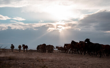 . Herd of thoroughbred horses. Horse herd run fast in desert dust against dramatic sunset sky. wild...