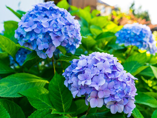 Bush delicate blue hydrangea inflorescences