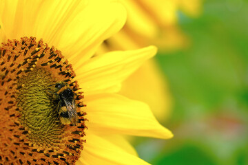 A sunflower sways in the wind. The bumblebee hid from the rain in a sunflower. The paws were covered with yellow pollen.