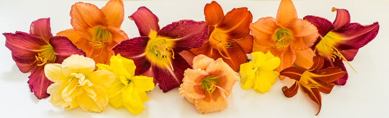 Fototapeta na wymiar Multicolor banner of fresh daylilies