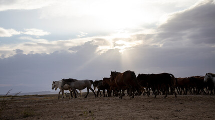 Fototapeta na wymiar Herd of thoroughbred horses. Horse herd run fast in desert dust against dramatic sunset sky. wild horses 