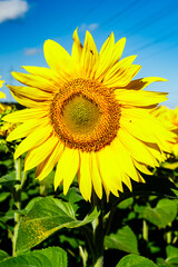 Naklejka premium Blooming sunflower on a background of blue sky