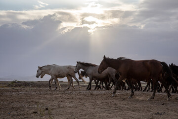 Herd of thoroughbred horses. Horse herd run fast in desert dust against dramatic sunset sky. wild horses 