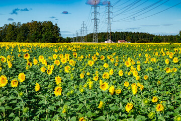 Field of blooming sunflowers on a background of blue sky and power line