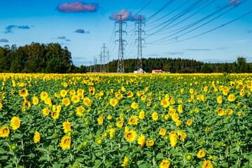 Field of blooming sunflowers on a background of blue sky and power line