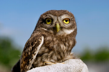 great horned owl
