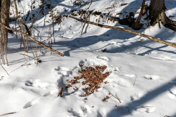 A deer bed in the snow in the early morning.  Deer slept in our woods in Windsor NY.  Snow melted where deer slept during the snow last night.