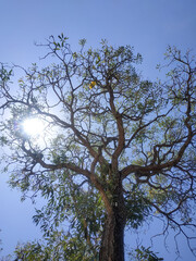 sunlit and towering trees grow high