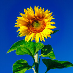 Blooming sunflower on a background of blue sky