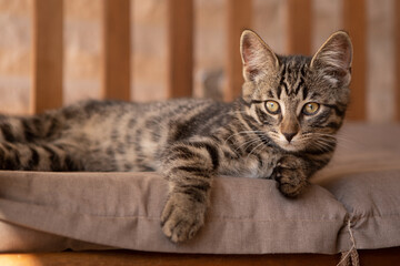 cute little European house cat lies comfortably on an armchair