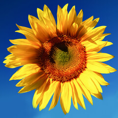 Naklejka premium Blooming sunflower on a background of blue sky