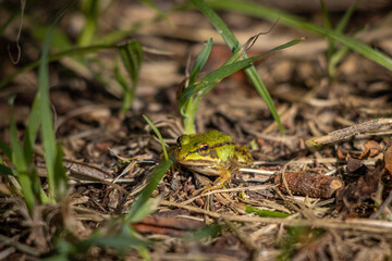  small pond frog sits on the ground between blades of grass