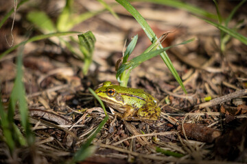  small pond frog sits on the ground between blades of grass