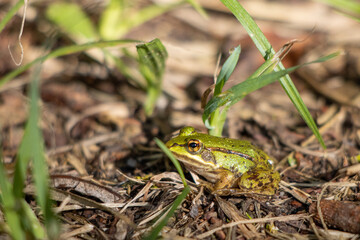  small pond frog sits on the ground between blades of grass