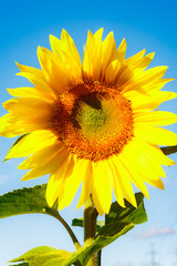 Naklejka premium Blooming sunflower on a background of blue sky