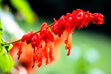 Red flowers in the garden. Beautiful red Lobelia cardinalis in the garden, Lobelia flowers ( L. Cardinalis ) in bloom
