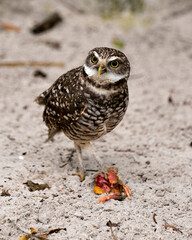 Owl Florida Burrowing Photo. Portrait. Image. Picture.  Eating its prey. Sand background.