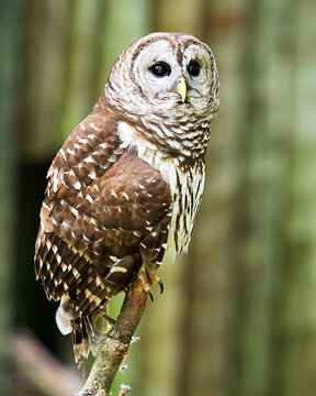 Owl Stock Photos. Image. Picture. Portrait. Owl bird perched with blur background. Image. Picture. Portrait.