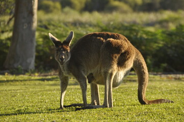 Female kangaroo with a joey in her pouch