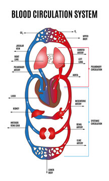 Human circulatory system. Diagram of circulatory system with main parts labeled. Vector illustration of great and small circles of blood circulation in flat style. Eps 10
