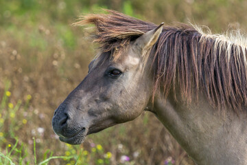 close up of a konik horse © Nora