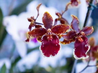 orchid flower red