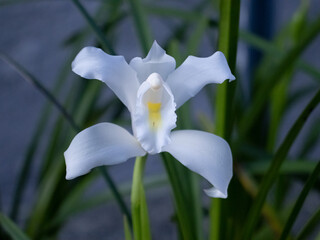 Fototapeta premium orchid flower 