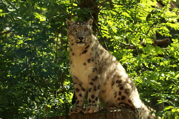 Panthère des neiges en captivité