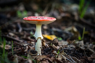 fly mushroom - vliegenzwam