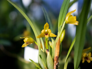 Fototapeta na wymiar orchid flower 