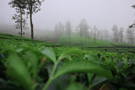 Greean Tea Garden Field