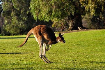 A Kangaroo hopping in the late afternoon