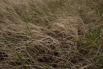 The dry season, Farmers who grow rice not water.