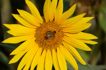 Obraz premium Close up of bee collecting nectar in a sunflower