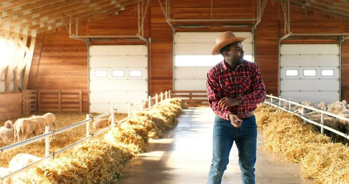 Cheerful funny young African American man farmer in hat, jeans and motley shirt dancing in shed, flock of sheep. Joyful happy male shepherd having fun and doing dance move in stable. Dancer in barn.