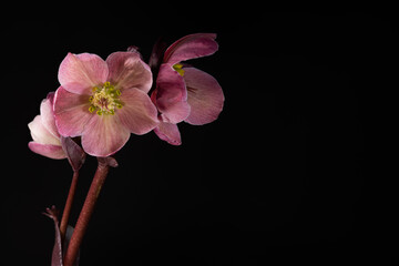 Helleborus, also known as the Pascal or Lenten rose