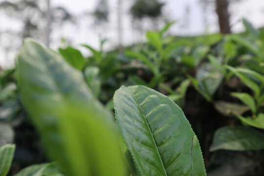 green leaves in the tea garden
