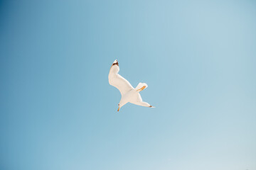 One sea gull in the blue sky.