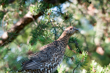Partridge Stock Photos.  Partridge head close-up profile view with a blur background in the forest in its environment and habitat.. Image. Portrait. Photo. Picture.
