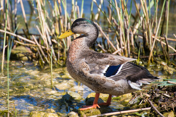 An adult female mallard duck (Anas platyrhynchos) standing on a rock in a cane thicket or pond. Profile portrait.