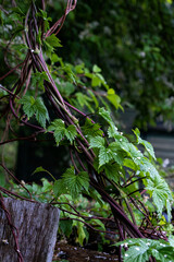 Green curly hop leaves, vine of hops ivy in the countryside close up, loach vine wrapped tree
